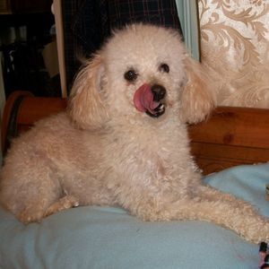 Meet your Posher, Carolyn