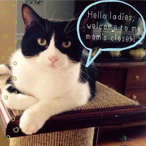 The Most Interesting Cat in the World