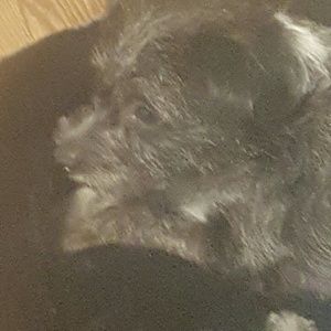 Meet your Posher, Carrie