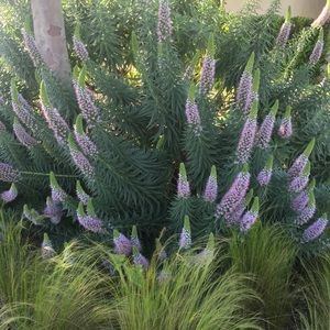 Meet your Posher, Ilana