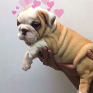 Meet your Posher, Abby