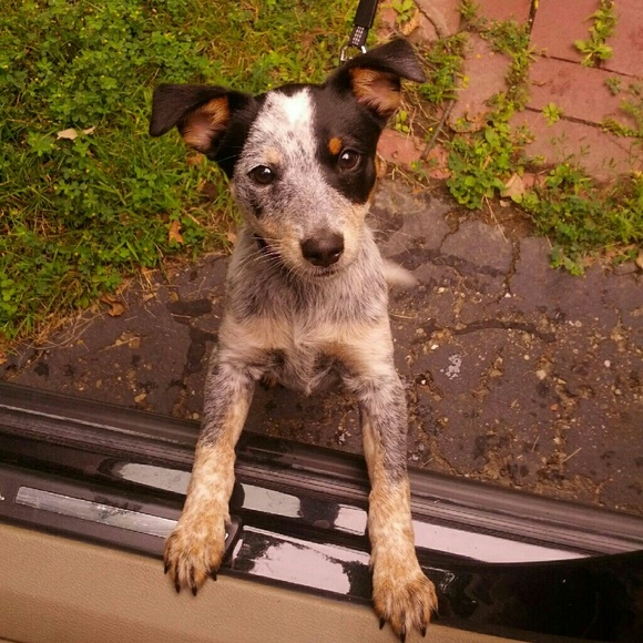 Meet your Posher, Caresse - Picture 2 of 3