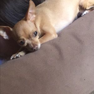 Meet your Posher, Perla