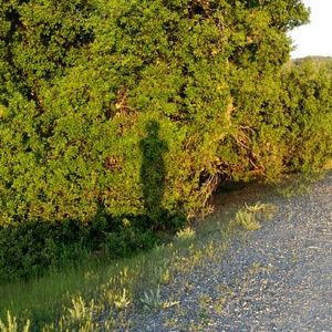 Meet your Posher, Maggie