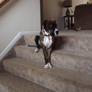 Meet your Posher, Krista