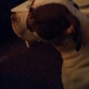 Meet your Posher, Sammy