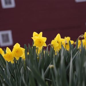 Meet your Posher, Donna