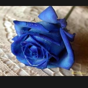 Meet your Posher, Bioscariz