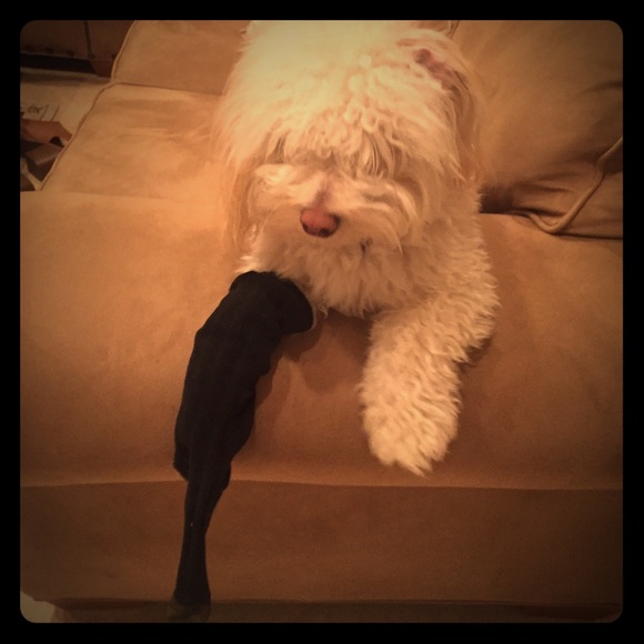 Slightly puppy worn gold toe sock - Picture 1 of 4