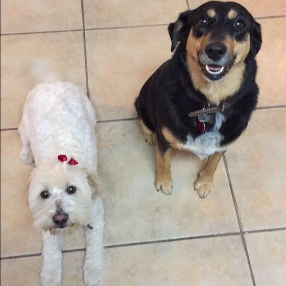 Meet your Posher, Kristy - Picture 1 of 1