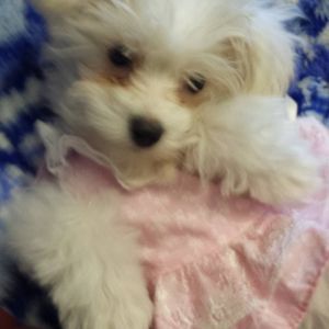 Meet your Posher, Julie