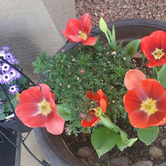 Meet your Posher, Rosa - Picture 1 of 1