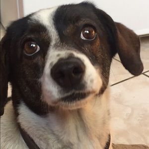 Meet your Posher, Daisy