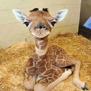 Meet your Posher, Terri