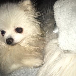 Meet your Posher, Juju