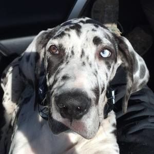 Meet your Posher, Monica