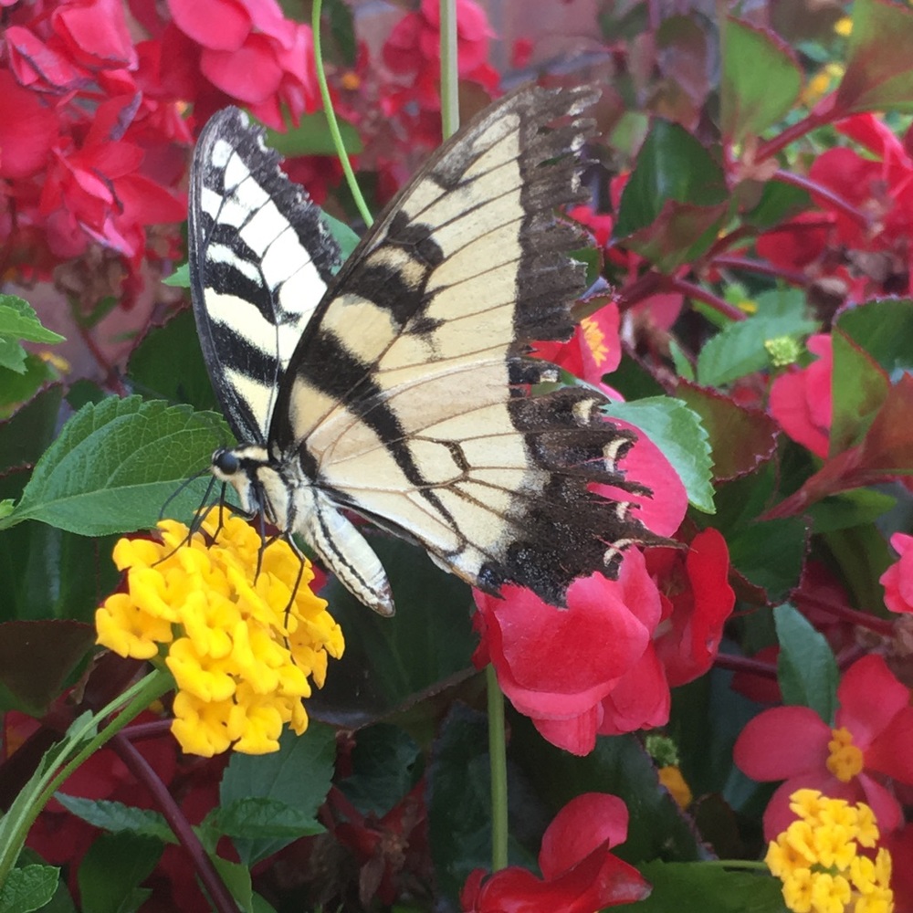 Meet your Posher, Laura