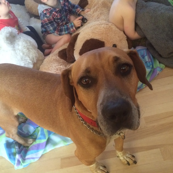 ❤️💗🐶🐕💗❤️ - Picture 3 of 4