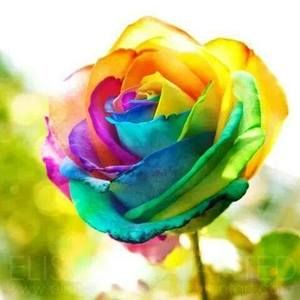 Meet your Posher, La donna