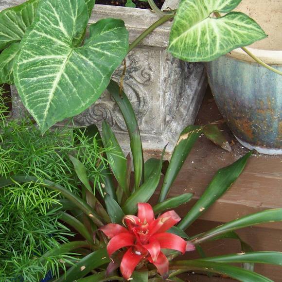 Meet your Posher, Pamela - Picture 1 of 1