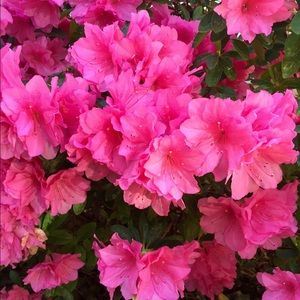 Meet your Posher, Sabrah