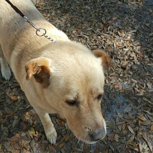 Meet your Posher, Cheryl