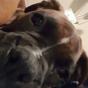 Meet your Posher, Dario