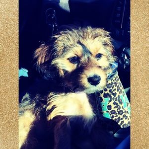 Meet your Posher, Baylee