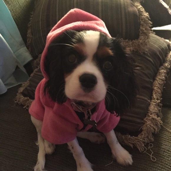 Dog Sweater
