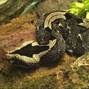 Meet your Posher, Antoinette