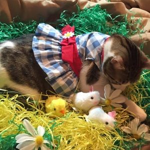 Meet your Posher, Deje