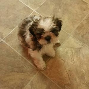 Meet your Posher, Tayami