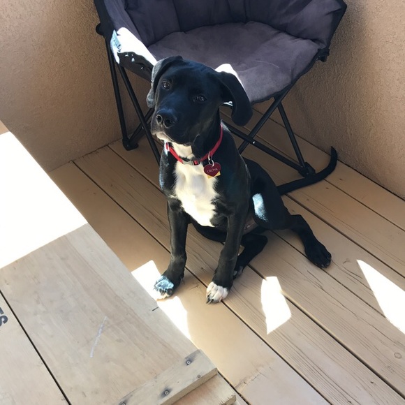 Meet your Posher, Danielle - Picture 2 of 3