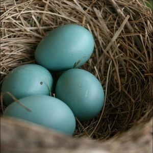 Meet your Posher, Robin