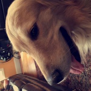 Meet your Posher, Abby