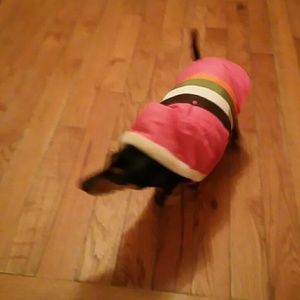Pink Doggy coat with hood. Velcro' together