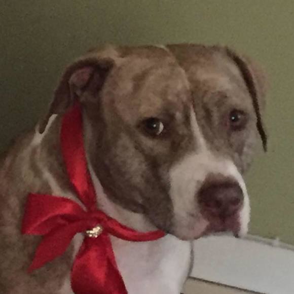 Meet your Posher, Sylvia - Picture 1 of 1