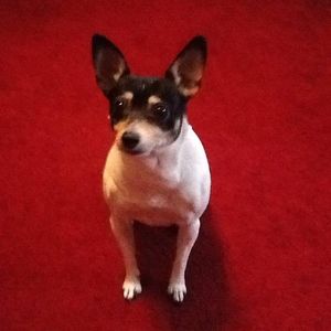 Meet your Posher, Janice