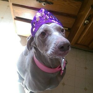 Meet your Posher, Joyce