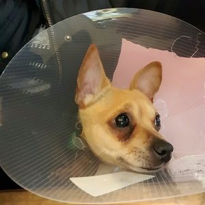 Meet your Posher, Iris