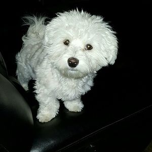 Meet your Posher, Janet