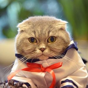 Meet your Posher, Ying