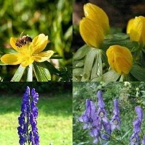 Meet your Posher, Joyce