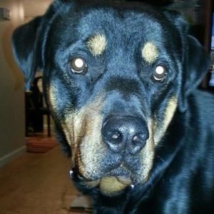 Meet your Posher, Lori