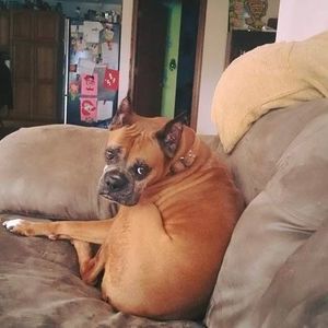 Meet your Posher, Ronnie