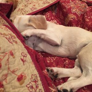 Meet your Posher, Robin