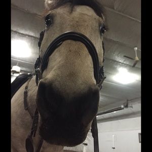 Meet your Posher, Annabelle