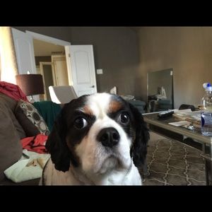 Meet your Posher, Lisa