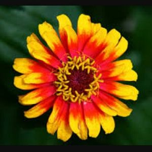 Meet your Posher, Roxana