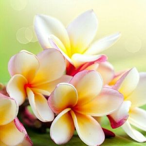 Meet your Posher, Latoyia